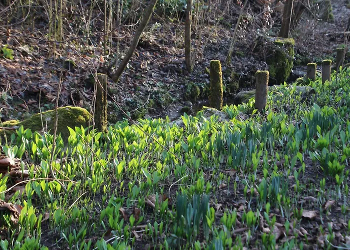 Zimmer Am Ring - Ruhiges Zimmer Im Gruenen, Fruehstueck Auf Eigener Terrasse Mit Morgensonne Und Fusslaeufig Zum Badeplatz Schwarzindien Am Mondsee Sankt Lorenz 照片